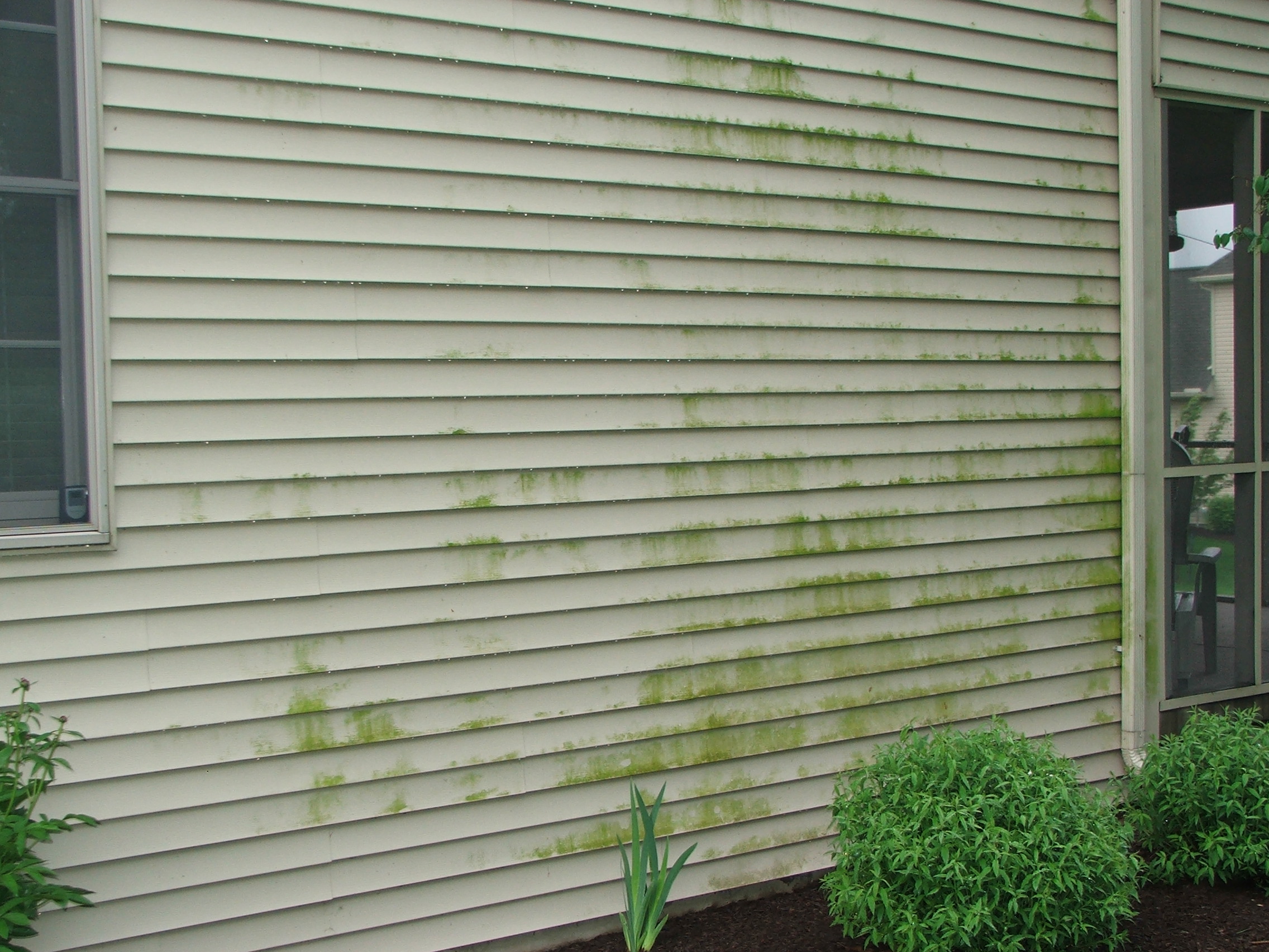 Dirty green-algae covered vinyl siding.